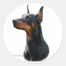 Search for black doberman stickers Dobermann