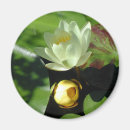 Search for lilypad magnets Lotus