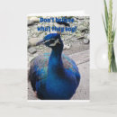Search for funny peacock cards Peafowl