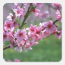 Search for apple blossom stickers Nature