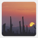 Search for saguaro cactus stickers Tucson