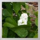 Search for lilac flower posters Syringa