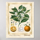 Search for orange fruit posters Botanical