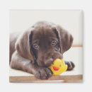Search for rubber magnets Animal