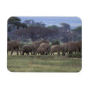 Search for african nations magnets Habitat