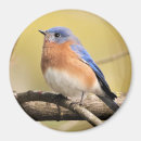 Search for bluebird magnets Bird lover