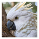 Search for cockatoo art posters White