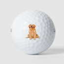 Search for golden retriever golf balls Cute