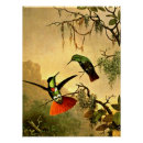 Search for hummingbird posters Vintage