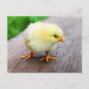 Search for funny chicks postcards Cute