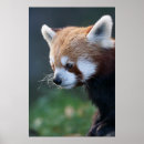 Search for cute panda posters Fire fox