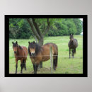 Search for pasture posters Equestrian