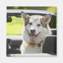 Search for dog car magnets Animal