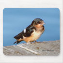 Search for swallow mousepads Bird