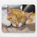 Search for sleeping cat electronics Baby