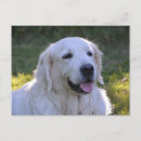 Search for labrador retriever dog postcards Beautiful