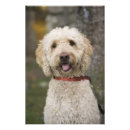 Search for labradoodle dog posters Animal