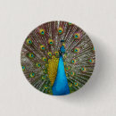 Search for peacock feathers badges Blue