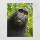Search for funny monkey postcards Silly