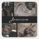 Search for top dog stickers Pet