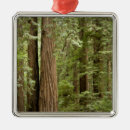 Search for people christmas tree decorations Green