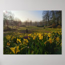 Search for wordsworth posters Daffodils