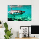 Search for predator posters Marine life