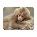 Search for cute monkey magnets Playful