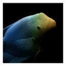 Search for fish tank posters Pet