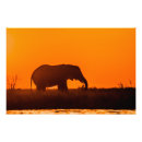 Search for elephant silhouette art Sunset