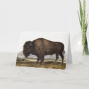 Search for digital bison cards Mammal