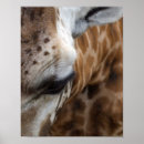 Search for giraffe painting posters Face