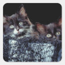 Search for cute camera stickers Colour image