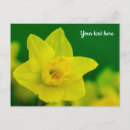 Search for daffodil thank you cards Yellow daffodils