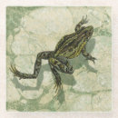 Search for toad coasters Frog