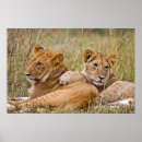 Search for lion art Cubs