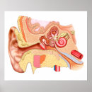 Search for ear anatomy posters Diagram