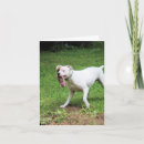 Search for boxer cards Cute