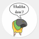 Search for senegal stickers Parrot