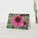Search for coneflowers cards Nature