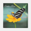 Search for zebra longwing butterfly Tropical