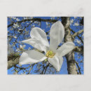 Search for sun flower postcards White