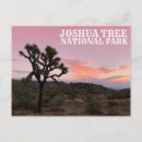 Search for joshua tree Desert