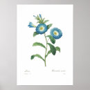 Search for convolvulus Vintage