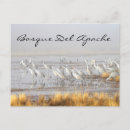 Search for bosque del apache postcards Birding