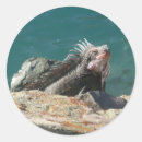 Search for iguanas stickers Nature