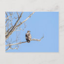 Search for eagle hunter postcards Predator