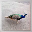 Search for peafowl art Blue