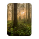 Search for rain forest magnets Footpath