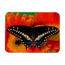 Search for gerber daisy magnets Yellow